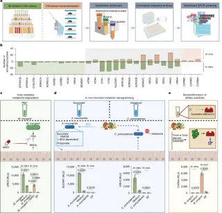 Dietary choline fuels commensal acetylcholine to educate mucosal immunity