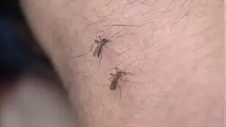 Fort Bend County launches aerial spraying amid public health emergency
