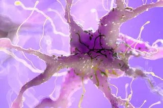 Lab-grown brain–spinal cord model reveals reversible nerve regrowth brake