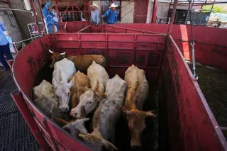 Border reopening won’t quickly lower US beef prices, economists say
