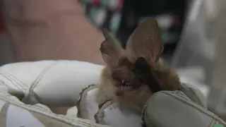 CDC Warns About Rabies as Bat Exposures Surge in Northern California