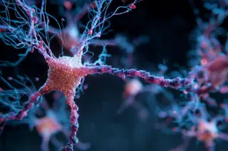 GLP-1 Diabetes Drugs Target Alzheimer’s Pathology in Animal Studies