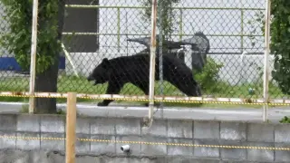 Bear attack injures four in Japan as attacks surge nationwide
