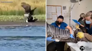 Illness Seen Before Big Bear Bald Eagle Jackie Fight, Rescue Ongoing