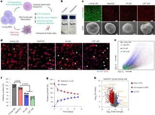 HealTEC: Off-the-shelf non-living cells enable scalable, low-immunogenic therapies