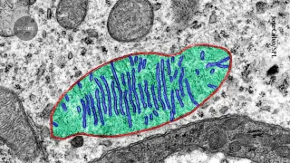 Spaceflight Suppresses Mitochondrial Protein Production, Study Shows