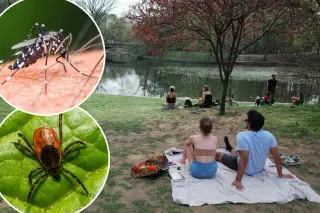Big Apple Braces for Potentially Record Tick and Mosquito Season Amid Warming