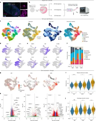 Berkeley Study Identifies Reactive Astrocytes as Primary Drivers of Tuberous Sclerosis Epilepsy