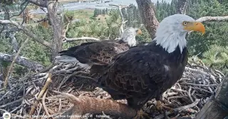 KD1’s Arrival Sparks Shadow’s Possible New Mate at Big Bear Nest