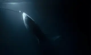 Silent Hunters: Electric Eels and Knifefish Unveil Stealthy Predation
