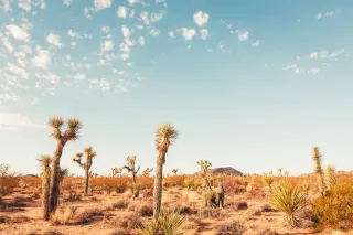Desert moss hosts surprising fungal partners, reshaping plant history