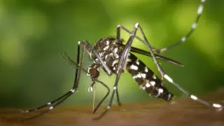Chicago Faces Daytime Mosquito Boom Fueled by Rain