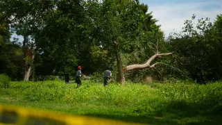 Tensions Mount at East Potomac Park Over Proposed Golf Course and Tree Removals