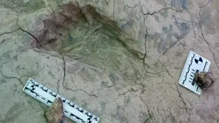 Ancient footprints revise Nutcracker Man’s size and social life