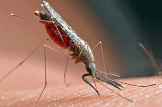 Record Heat and Humidity Drive California West Nile Virus Cases to Decade High