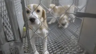 Rescue Groups Move 1,500 Beagles Toward New Homes After Ridglan Farms Sale