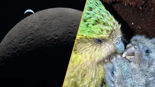 Artemis II returns, kakapo thrives, and Shroud DNA surprises