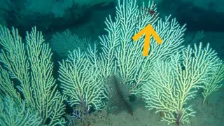 Twilight Reefs Come Alive: Hidden Benin Mesophotic Gardens Discovered