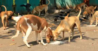 Leopard Predation Near Mumbai Could Reduce Rabies Deaths, Study Suggests