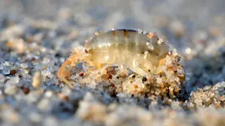 Tiny Crustaceans Move 110 Pounds of Sand Per Meter Overnight, Reshaping California Beaches