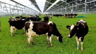 Normandy Solar Canopy Keeps Dairy Cows Grazing Longer in Heat