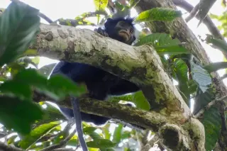 Likweli: Congo’s new rainforest monkey unveiled