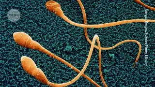 Lab-grown human sperm advances in mice, but full maturity remains elusive