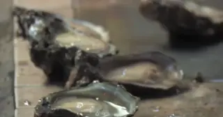 Fourth Florida Resident Dies From Oyster-Linked Vibrio Bacteria