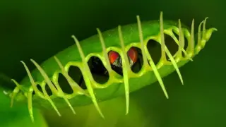 Venus flytraps snap shut via outer-wall softening, not hydraulics