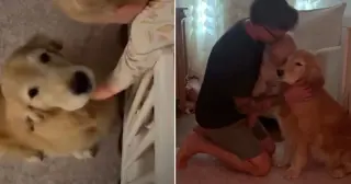 Golden Retriever Finally Lands Morning Routine Role With Toddler