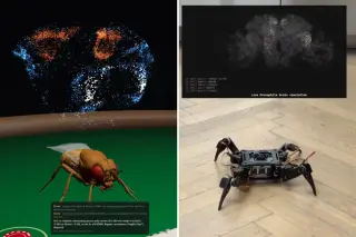 Fruit-fly brain defeats Claude Opus 5 in 11-move chess