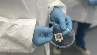 First Mini Organs Launch to ISS to Study Space-Induced Aging