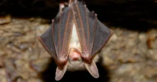 Rabies-positive Bat Shocks Diners After Dropping at Vista Restaurant