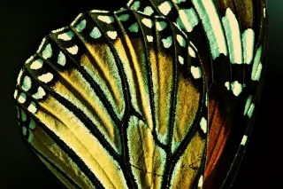 Ancient Genetic Trick Shapes Butterfly and Moth Wing Patterns Across 120 Million Years