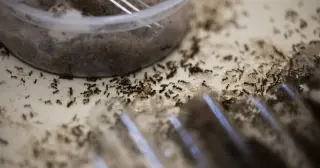 Texas Fire Ants: From Invasion to Practical Control