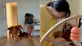 Golden Retrievers Turn into Postpartum Cheerleaders for a New Mom