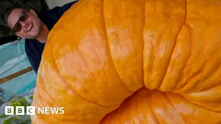 Essex gardener to take 1,200lb giant pumpkin 'Gladys' to RHS Malvern