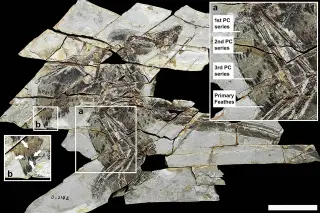 Four-winged dinosaur fossil reshapes view of flight origins