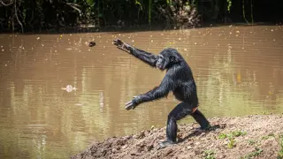 Long-running rock-throwing sites hint at culture in Guinea-Bissau chimpanzees
