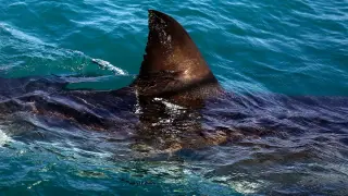 Lifeguard Survives Great White Grab Off Scarborough Beach