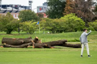 Judge halts East Potomac tree removal after NPS cuts 430 trees despite court notice