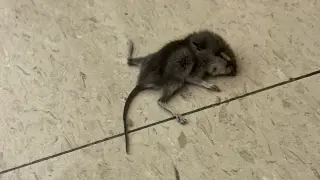 Albuquerque Middle School Faces Escalating Health Crisis Over Persistent Mice Infestation