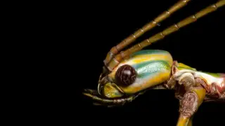 Australian Stick Insect Revision Reveals Five Species, Not Two