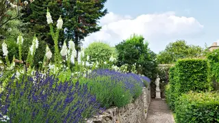 April Lavender Care: Gentle Pruning and Drainage for Richer Summer Blooms