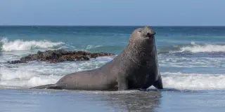 Four-Ton Elephant Seal Dives to 2,388 Meters and Holds Breath for Two Hours