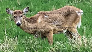 Minnesota Mandates CWD Testing; Missouri Pilots Community Deer Management