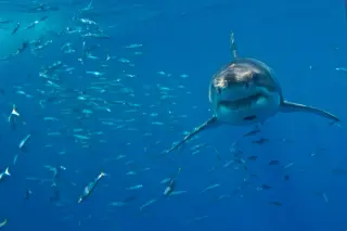 Open-ocean buffet: what draws great whites to the White Shark Café