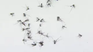Tampa Bay Counties Declare Emergency as Dengue Cases Surge to 190