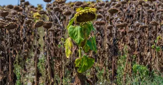 August Ties Global Heat Record as Fossil-Fuel Emissions Push Warming