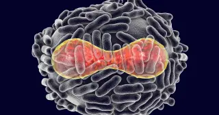Ring Vaccination: The Strategy That Ended Smallpox Worldwide